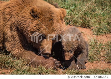 Close-up of brown bear mother and cub Close-up of brown bear mother and cub 32406647