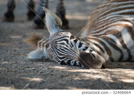 Close-up of Grevy zebra foal on ground 32406664