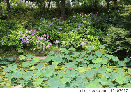 Kuanji · hydrangea Kuanji · hydrangea 32407017