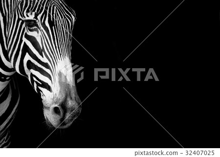Close-up of Grevy zebra head  in mono 32407025