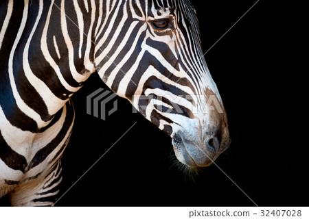 Close-up of Grevy zebra head and neck 32407028