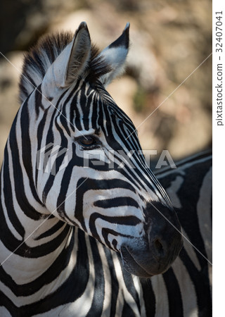 Close-up of Grevy zebra in dappled sunshine 32407041