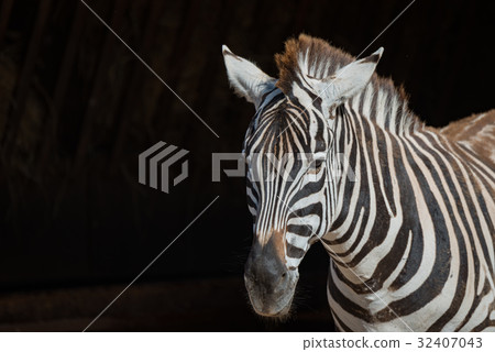 Close-up of Grevy zebra looking towards camera Close-up of Grevy zebra looking towards camera 32407043