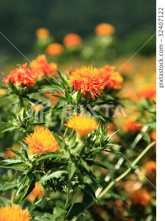 紅花田 紅花田 32407122