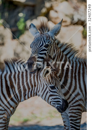 Close-up of Grevy zebra resting on another Close-up of Grevy zebra resting on another 32407249