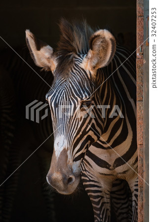 Close-up of Grevy zebra standing in shed 32407253