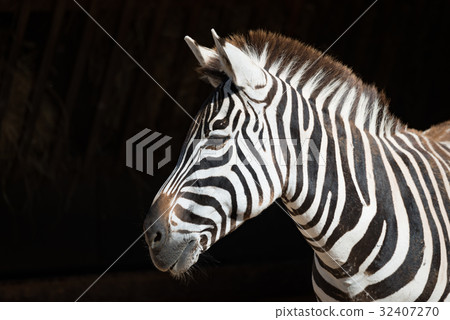 Close-up of Grevy zebra with head turned 32407270