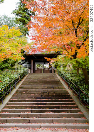 鎌倉恩卡寺秋葉 32407493