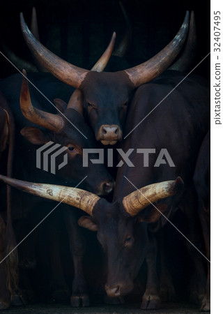 Close-up of three Ankole-Watusi cattle in barn Close-up of three Ankole-Watusi cattle in barn 32407495