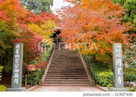 鎌倉恩卡寺秋葉 32407496