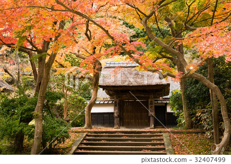 Kamakura Enka Temple Autumn leaves Kamakura Enka Temple Autumn leaves 32407499