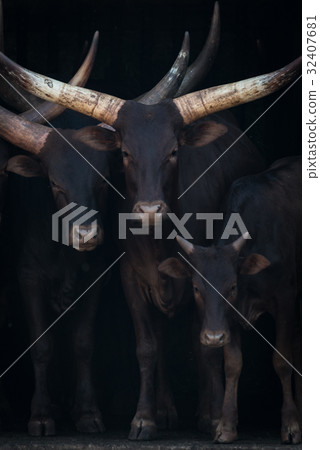 Close-up of three Ankole-Watusi cattle in shed 32407681