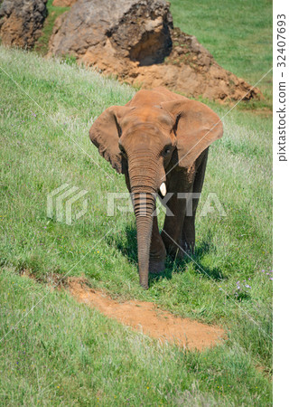 Elephant covered in red dust passes rocks Elephant covered in red dust passes rocks 32407693