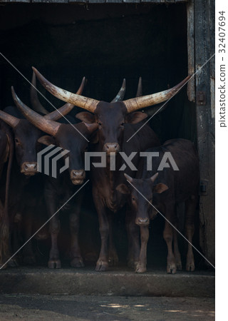 Four Ankole-Watusi cattle staring out from barn Four Ankole-Watusi cattle staring out from barn 32407694