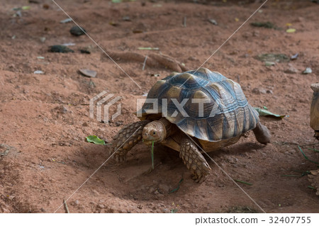 Sulcata tortoise  is one of the largest species 32407755