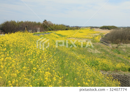 熊谷櫻花的風景 32407774
