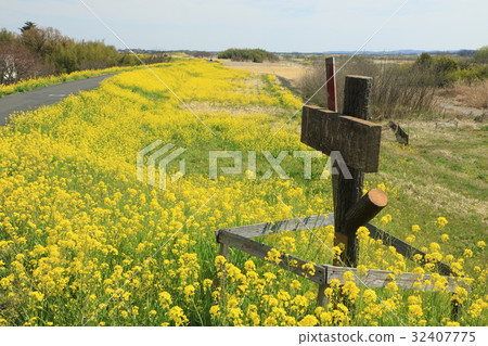 Scenery of Kumagaya cherry blossoms Scenery of Kumagaya cherry blossoms 32407775