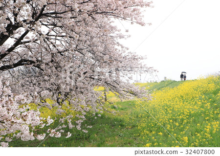 熊谷櫻花的風景 熊谷櫻花的風景 32407800