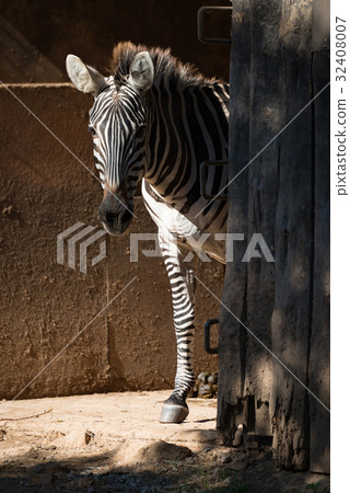 Grevy zebra standing by sunny barn door Grevy zebra standing by sunny barn door 32408007