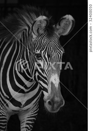 Mono close-up of Grevy zebra facing right Mono close-up of Grevy zebra facing right 32408050
