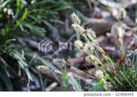 Himekanssege 32408445