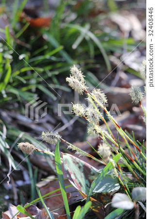 Himekanssege 32408446