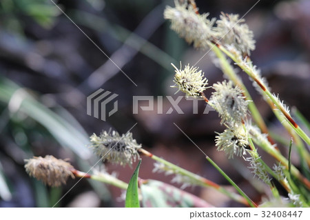 Himekanssege 32408447