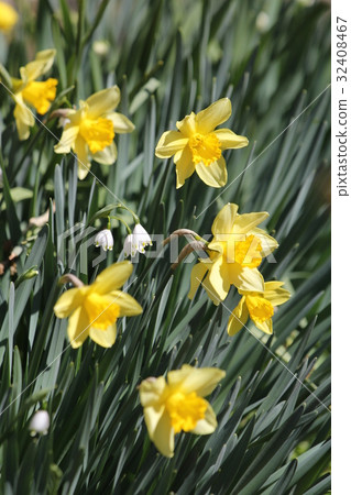 Kizuinsen和雪花蓮 32408467