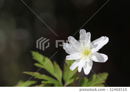 海葵pseudoaltaica 32408510