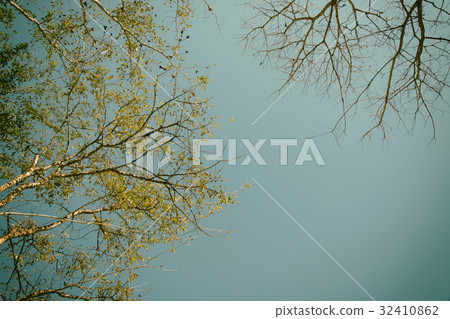tree branch abstract with blue sky background tree branch abstract with blue sky background 32410862