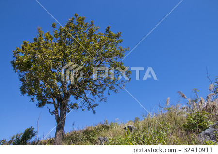 tree with blue sky as background - landscape scene tree with blue sky as background - landscape scene 32410911