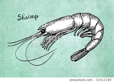 Shrimp ink sketch on old paper. Shrimp ink sketch on old paper. 32412189