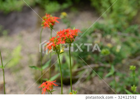 ENVIRO洗腦 32412592