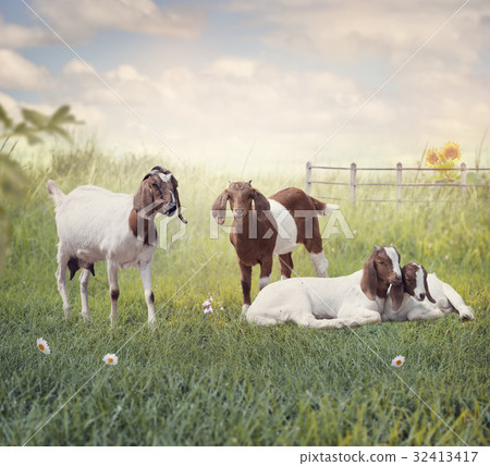 Boer goats mother and babies resting 32413417