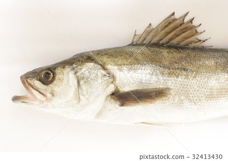 鱸魚(鮭魚)半體,美味的白海水魚,一種受歡迎的魚,它的大小會發生變化,並成為釣魚的目標 鱸魚(鮭魚)半體,美味的白海水魚,一種受歡迎的魚,它的大小會發生變化,並成為釣魚的目標 32413430