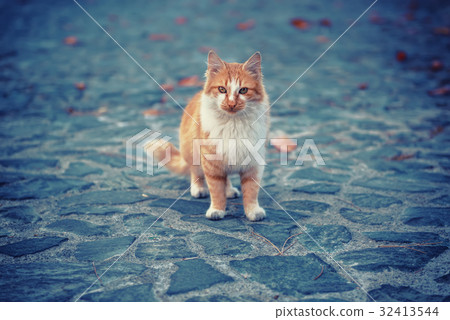 Street cat portrait 32413544
