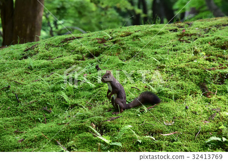 Ezolith standing in the Japanese garden of moss Ezolith standing in the Japanese garden of moss 32413769