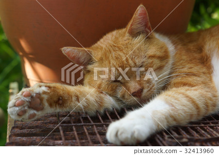 Sleeping tea cat Sleeping tea cat 32413960
