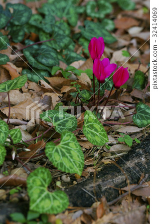 Cyclamen Cyclamen 32414069