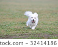 Maltese 32414186