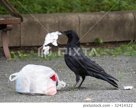 一隻烏鴉在公園裡釣垃圾 一隻烏鴉在公園裡釣垃圾 32414322