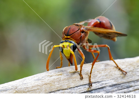 Image of potter wasp (Delta sp, Eumeninae) 32414618