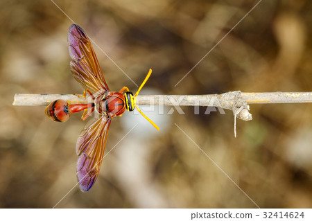 Image of potter wasp (Delta sp, Eumeninae) 32414624