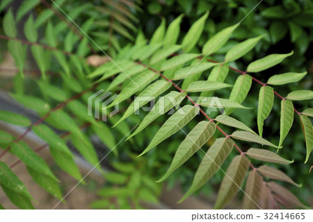 節奏綠色 節奏綠色 32414665