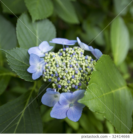 八仙花屬特寫鏡頭 32414666