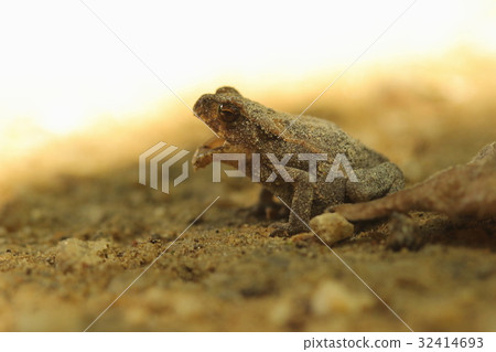 動物兩棲類蟾蜍,陰雨天氣。一個年輕人走出森林與早上覆蓋的沙子。 動物兩棲類蟾蜍,陰雨天氣。一個年輕人走出森林與早上覆蓋的沙子。 32414693