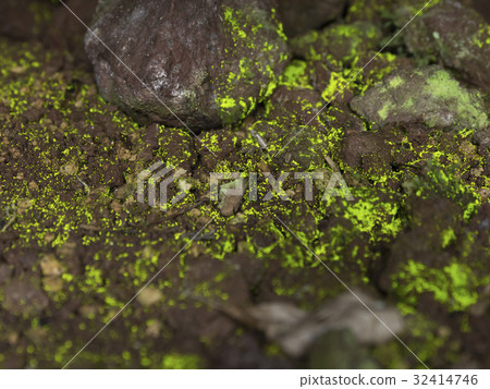 Hikarigokke(淺苔) Hikarigokke(淺苔) 32414746