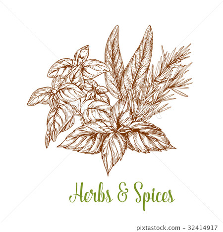 Spices and herbs seasonings vector sketch Spices and herbs seasonings vector sketch 32414917