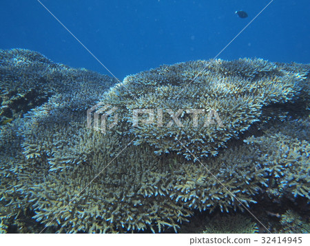 In the light, coral reef In the light, coral reef 32414945