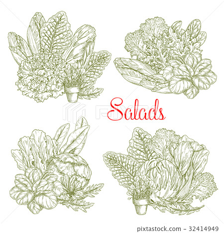 Vector sketch salads and farm lettuces vegetables Vector sketch salads and farm lettuces vegetables 32414949